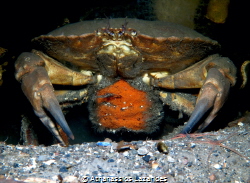 Crab with eggs. Canon G16 & Ikelite WD-4 Wide angle dome by Athanassios Lazarides 